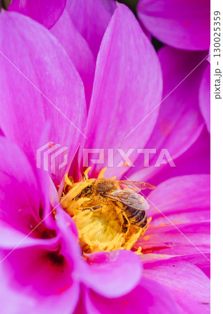 Dahlia Flowers in Melbourne Australia 130025359
