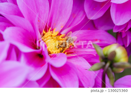 Dahlia Flowers in Melbourne Australia 130025360