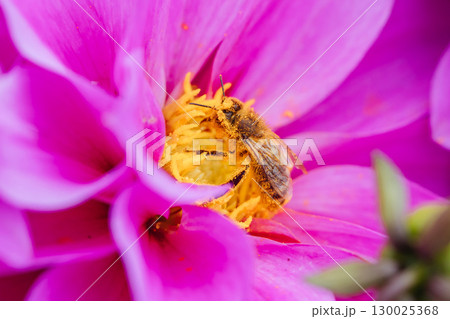 Dahlia Flowers in Melbourne Australia Dahlia Flowers in Melbourne Australia 130025368