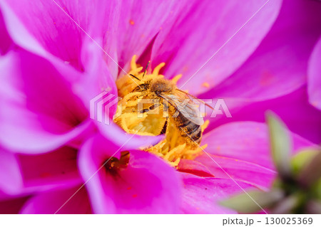 Dahlia Flowers in Melbourne Australia Dahlia Flowers in Melbourne Australia 130025369