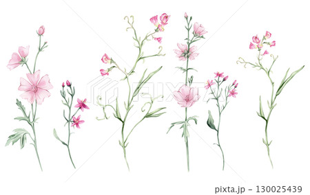 Watercolor set of Pink meadow flowers on a white background. Botanical Marshmallow illustration freehand drawing. Hand drawn illustration with pencil strokes. Mouse Pea flower plant Watercolor set of Pink meadow flowers on a white background. Botanical Marshmallow illustration freehand drawing. Hand drawn illustration with pencil strokes. Mouse Pea flower plant 130025439