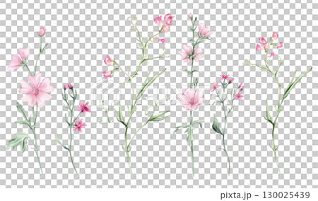 Watercolor set of Pink meadow flowers on a white background. Botanical Marshmallow illustration freehand drawing. Hand drawn illustration with pencil strokes. Mouse Pea flower plant Watercolor set of Pink meadow flowers on a white background. Botanical Marshmallow illustration freehand drawing. Hand drawn illustration with pencil strokes. Mouse Pea flower plant 130025439