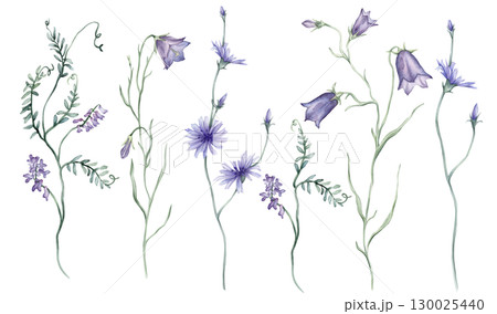 Watercolor set of Blue purple meadow flowers on a white background. Botanical bluebell illustration freehand drawing. Hand drawn illustration with pencil strokes. Chicory flower officinalis plant Watercolor set of Blue purple meadow flowers on a white background. Botanical bluebell illustration freehand drawing. Hand drawn illustration with pencil strokes. Chicory flower officinalis plant 130025440