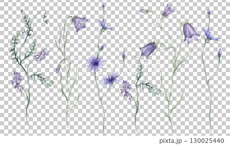 Watercolor set of Blue purple meadow flowers on a white background. Botanical bluebell illustration freehand drawing. Hand drawn illustration with pencil strokes. Chicory flower officinalis plant Watercolor set of Blue purple meadow flowers on a white background. Botanical bluebell illustration freehand drawing. Hand drawn illustration with pencil strokes. Chicory flower officinalis plant 130025440