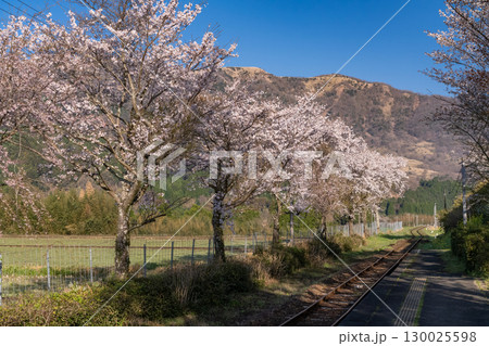 《熊本県》桜の咲くノスタルジックな駅 130025598