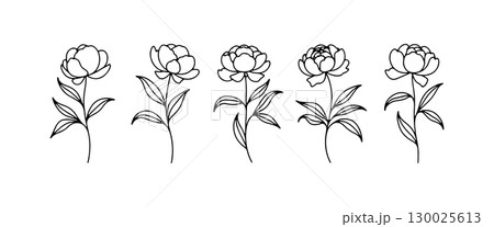 Black and white outline of peony flowers arranged in a row showcasing their delicate shapes and organic forms 130025613
