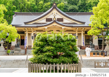 大楠公を祀る湊川神社(楠公さん)楠社 拝殿 神戸市中央区多聞通 大楠公を祀る湊川神社(楠公さん)楠社 拝殿 神戸市中央区多聞通 130025718