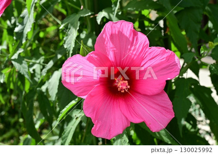 タイタンビカス（アオイ科）フヨウ属の交配種 130025992