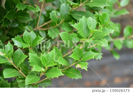 ヒイラギ(モクセイ科)常緑小高木 ヒイラギ(モクセイ科)常緑小高木 130026373