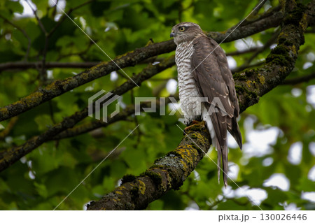 The Eurasian sparrowhawk (Accipiter nisus), also known as the northern sparrowhawk 130026446