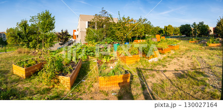 Urban community garden in Zizkov, Prague, Czech Republic. Sustainable green space with planting beds surrounded by modern apartment buildings in the heart of the city 130027164