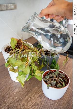 Female hand watering dry houseplants from a glass pitcher after a long absence. Restoring care, emotional reconnection, and hope for revival. Female hand watering dry houseplants from a glass pitcher after a long absence. Restoring care, emotional reconnection, and hope for revival. 130027169