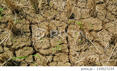 Harvested paddy fields and residual stems in dry soil and cracks, dry season, fallow land, climate change 130027234