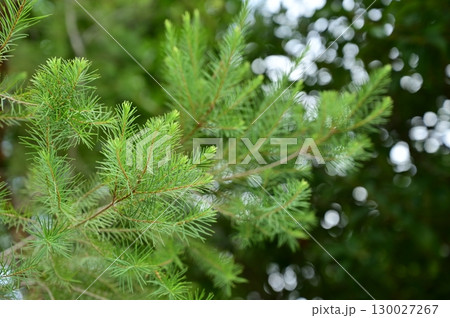 メラレウカ(フトモモ科)アルテルニフォリア メラレウカ(フトモモ科)アルテルニフォリア 130027267