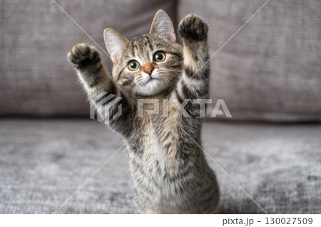 Gray tabby cat doing the pop dance move, standing on its hind legs, lifting one leg. Beige sofa. Feline doing the iconic dance with arms raised above head and feet pointing upwards. Pet looks happy. Gray tabby cat doing the pop dance move, standing on its hind legs, lifting one leg. Beige sofa. Feline doing the iconic dance with arms raised above head and feet pointing upwards. Pet looks happy. 130027509