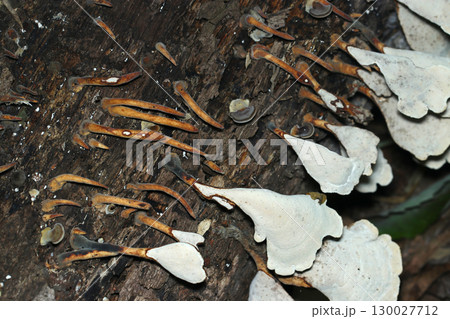 暗い林内に小指のような茶色い幼菌と白いウチワ型の傘を形成するウチワタケキノココロニー 130027712