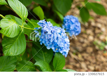 紫陽花　クローズアップ 130027815