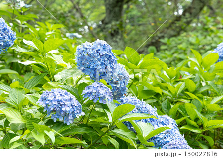 紫陽花　クローズアップ 130027816
