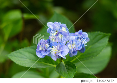 紫陽花　クローズアップ 130027817