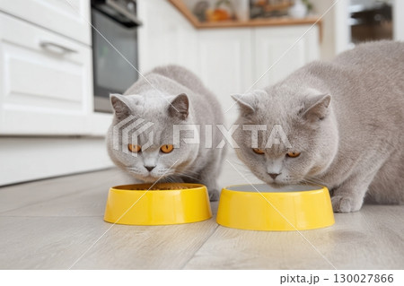 Cat Eating from Bowl. Two Cats Eat Food, Licking Tongue. Feline Feeding at Home Floor Background. British Cats Eating Meat, Meal, Looking up, Down. Front View. Pet Food Banner. Domestic Animals Food. 130027866