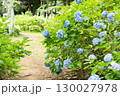 紫陽花が咲く庭園の自然風景 130027978