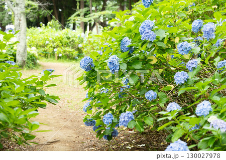 紫陽花が咲く庭園の自然風景 紫陽花が咲く庭園の自然風景 130027978