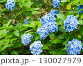 紫陽花が咲く庭園の自然風景 130027979