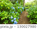紫陽花が咲く庭園の自然風景 130027980