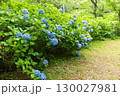 紫陽花が咲く庭園の自然風景 130027981