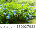 紫陽花が咲く庭園の自然風景 130027982