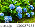 紫陽花が咲く庭園の自然風景 130027983