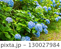 紫陽花が咲く庭園の自然風景 130027984