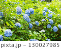 紫陽花が咲く庭園の自然風景 130027985