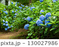 紫陽花が咲く庭園の自然風景 130027986