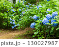 紫陽花が咲く庭園の自然風景 130027987