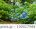 紫陽花が咲く庭園の自然風景 130027988