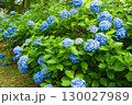 紫陽花が咲く庭園の自然風景 130027989