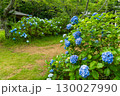 紫陽花が咲く庭園の自然風景 130027990
