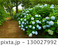 紫陽花が咲く庭園の自然風景 130027992