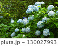 紫陽花が咲く庭園の自然風景 130027993