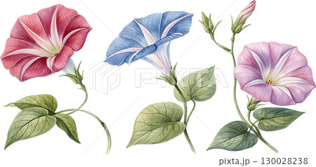 Watercolor Morning Glory Flowers Watercolor Morning Glory Flowers 130028238
