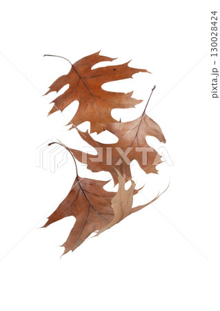 Fallen brown oak leaves on white background 130028424