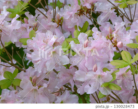 Pale pink blossoms of royal azalea or Rhododendron schlippenbachii Pale pink blossoms of royal azalea or Rhododendron schlippenbachii 130028473