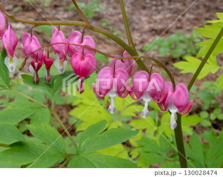 Bleeding heart flowers closeup. Lamprocapnos spectabilis or Dicentra spectabilis Bleeding heart flowers closeup. Lamprocapnos spectabilis or Dicentra spectabilis 130028474