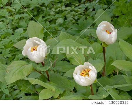 Paeonia wittmanniana white peony blossoms 130028553