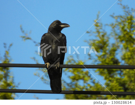 電線に留まるハシブトガラス 130028614