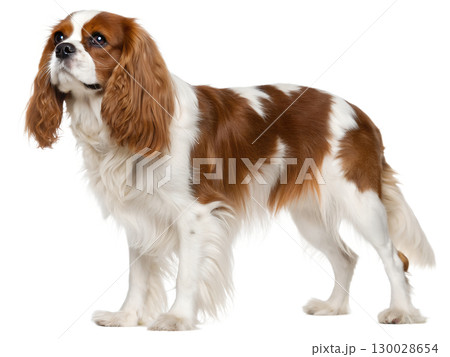 Cavalier King Charles Spaniel dog on transparent background 130028654