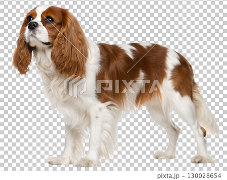 Cavalier King Charles Spaniel dog on transparent background 130028654