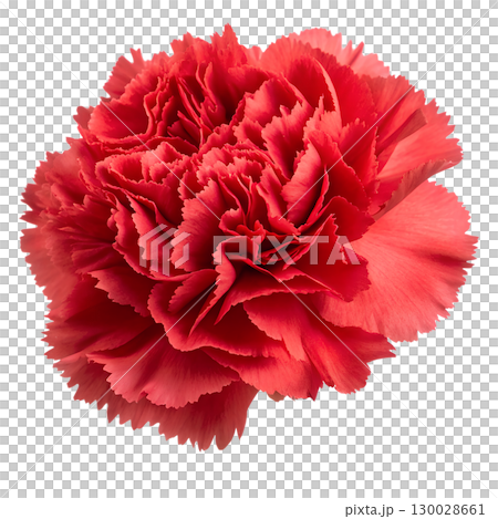 Red carnation flower isolated on transparent background 130028661