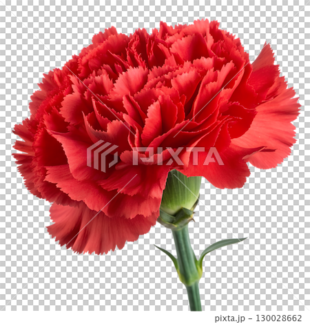 Red carnation flower isolated on transparent background 130028662